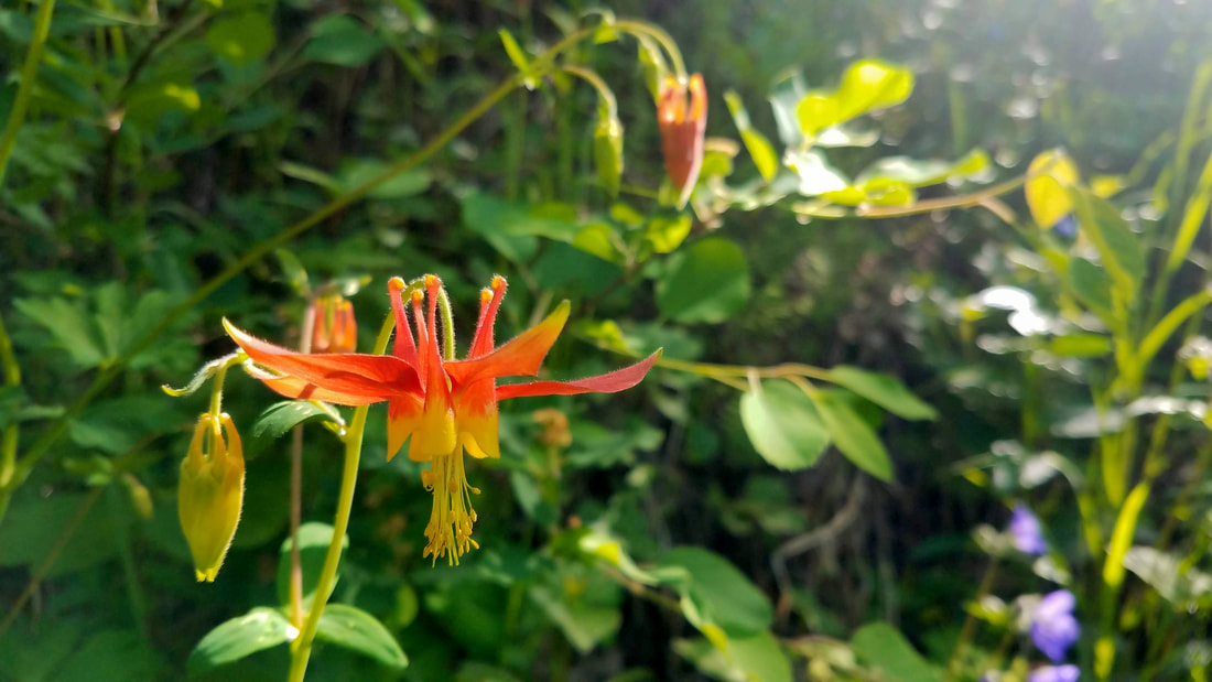 Photo from Summer on the Crow Pass Trail - By Clayton Rudiger, SCA Intern